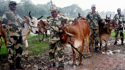 Assam: 49 BSF seized 18 Cattle worth Rs 2.08 lakh from Indo-Bangladesh international border