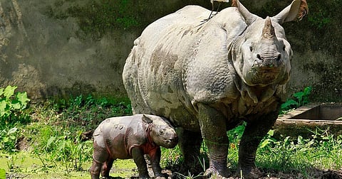 Raised hopes of Kaziranga conservation
