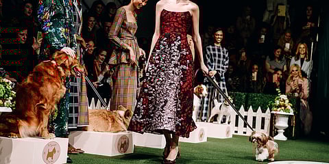 Canine couture takes over the runway at New York Fashion Week