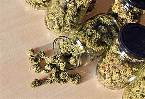 Assam: Major Cannabis Seizure in Dalgaon; 25 Kilograms Confiscated, Three Youths Detained