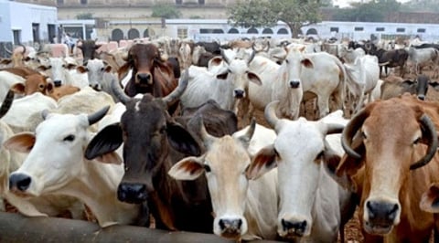 Illegal smuggling of cattle to Meghalaya continues