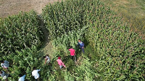 Assam: Barpeta Police Destroy 305 Quintals of Poppy Cultivation