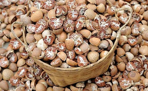 Areca Nut