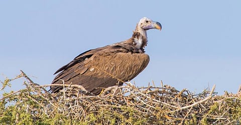 Assam: Aaranyak organizes an workshop on conservation of vultures in Sivasagar district