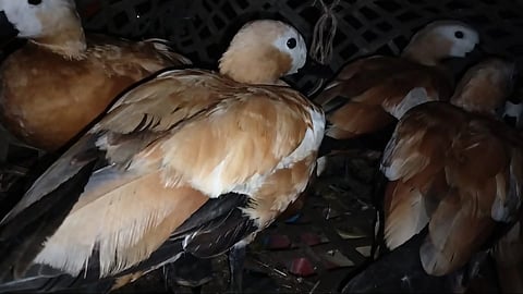 Assam: 15 migratory Ruddy Shelducks rescued by Dhubri Sadar police