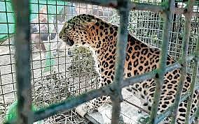 Assam: Carcass of leopard recovered from Bokpara Tea Estate in Dibrugarh