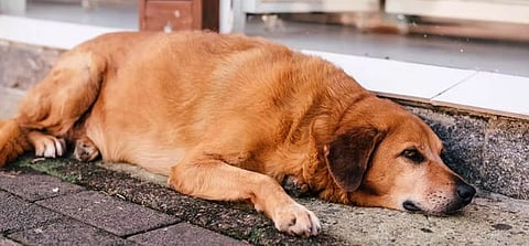 Who killed Ringky? NGOs seek justice for death of pet