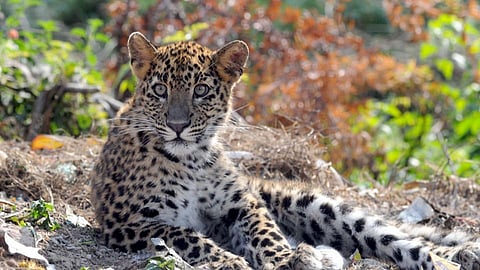 Leopard conservation framework