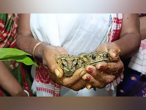 Assam: Frog Wedding Ritual Conducted By Villagers To Desperately Seek Rain