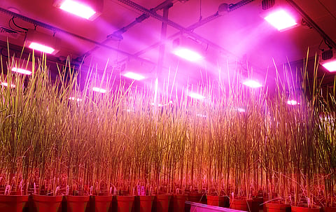 India’s first Speed Breeding Crop Facility opened