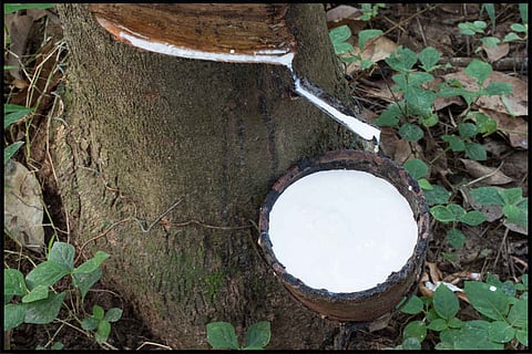 Natural rubber prices hover above int’l rates for over 10 years, production rises by 2 percent