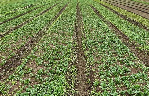 Training on enhancing productivity and profit in farm production organized in Dibrugarh district