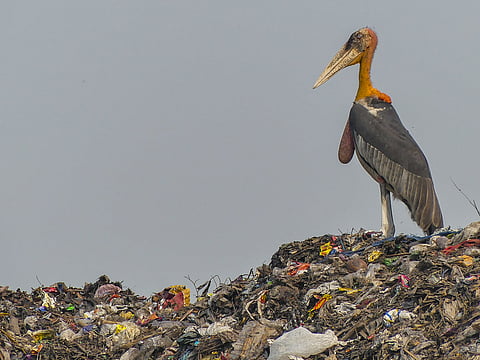 Adjutant stork population increases in Assam