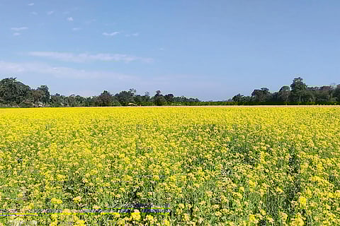 Sivasagar: Mustard procurement process inaugurated at Assam State Warehouse Corporation