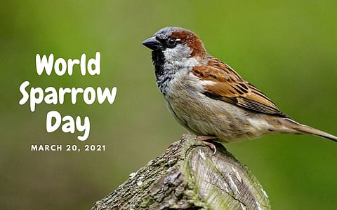 Assam: World Sparrow Day celebrated in Gargaon College