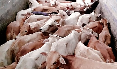 28 cattle rescued from container truck on Assam-Meghalaya border