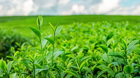 Climate change and tea
