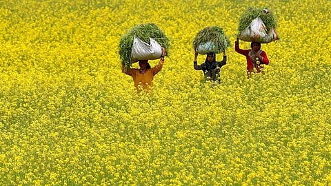 Government to purchase mustard seeds from farmers at Rs 5,650 per quintal