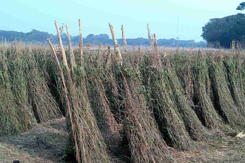 Unlocking opportunities of jute production