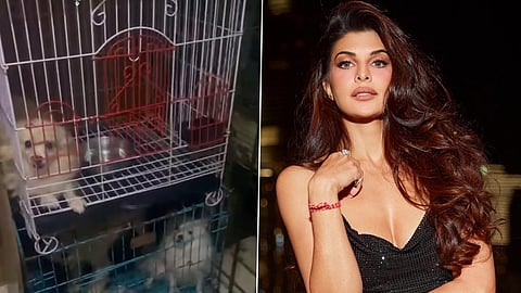 Actress Jacqueliene Fernandez urges fans to adopt and not shop: ‘Animal breeding industry is cruel’