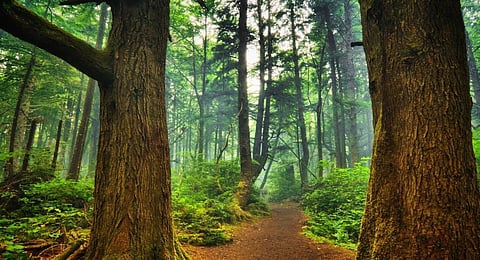 Conservation of forest buffer zones