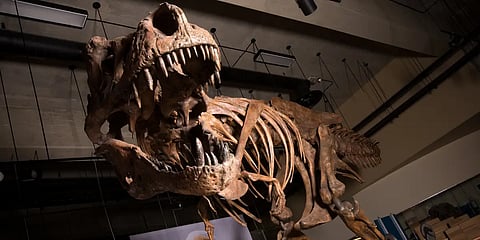 ‘T. rex dinosaur not as intelligent as monkeys’ Says Study