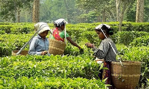 Assam tea at the crossroads
