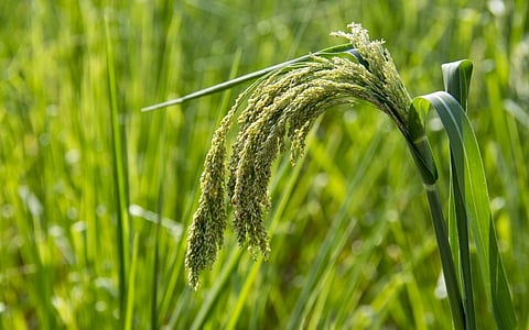 ICRISAT develops portable technology for testing crops' nutrition level