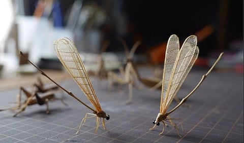 Part of Maligaon in Guwahati city infested with insects