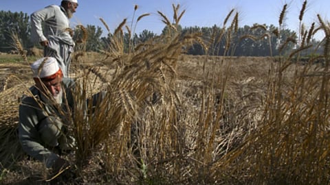 Wheat crisis: Pakistan farmers announce nationwide protests