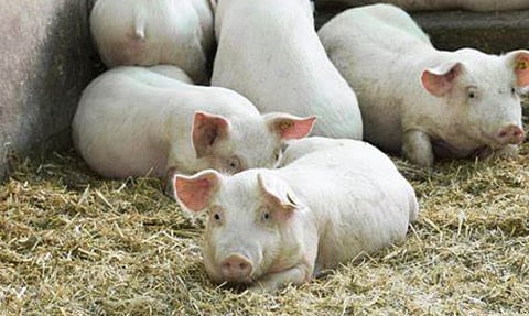 African Swine Fever detected in Assam after hiatus