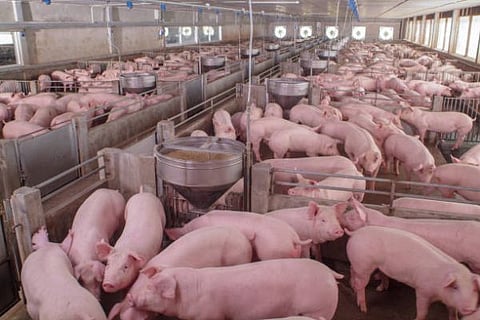 Operational process of pork processing plant discussed at Nazira