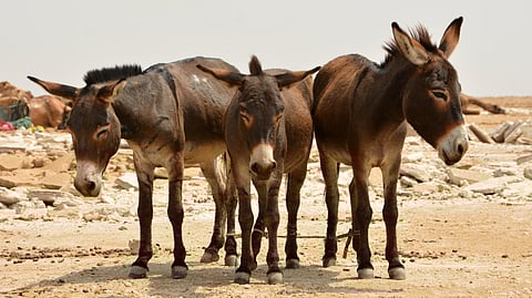 Donkeys: A key factor in international relations?