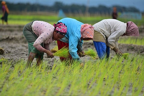 What does fall in cultivated area of paddy in Assam indicate?