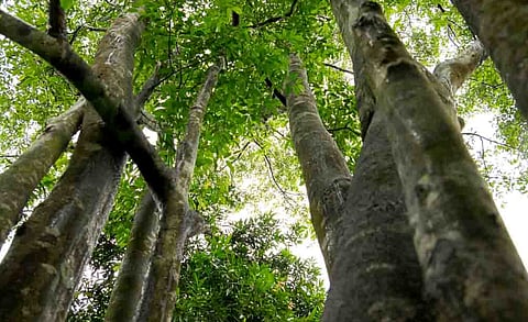 Assam will be globally known for agarwood, after tea and oil: CS Dr. Ravi Kota