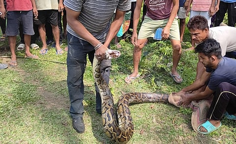 6-foot-long python recovered and handed over to Sivasagar forest department