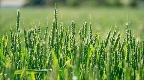 sustainable agriculture