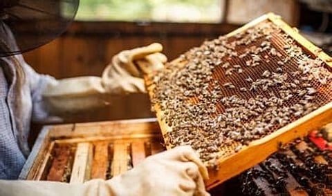 Arunachal Pradesh: Bid to promote honey bee farming in border areas