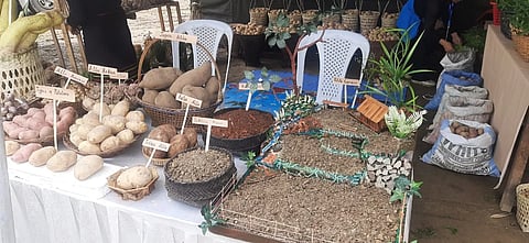 First-ever Nagaland Potato Festival held at Jakhama village in Kohima district