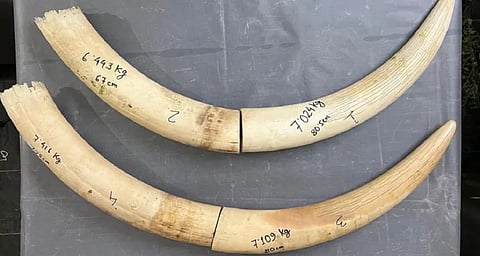 Assam: Customs Seize Nearly 28 kg of Ivory in Assam in a Major Wildlife Smuggling Bust