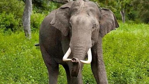 Assam: Orphan Trampled to Death by Wild Elephants in Morigaon District