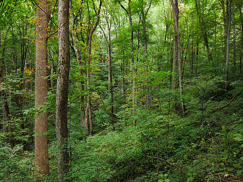 afforestation