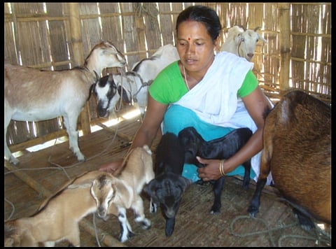 Empowering women through livestock development in Assam