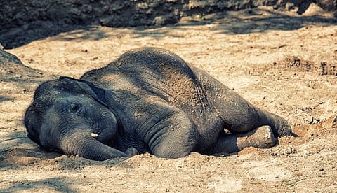 Assam: Bullet-Riddled Body of Makhna Elephant Discovered by Forest Personnel in Golaghat-Karbi Anglong Border