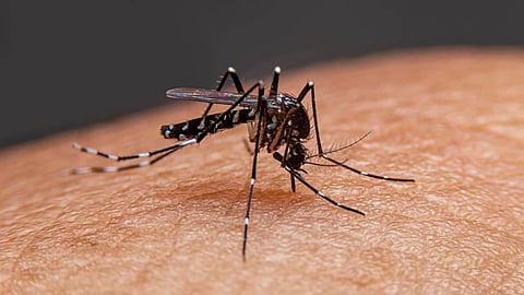 Assam: Morigaon District Holds Key Meeting on Combating Vector-Borne Diseases