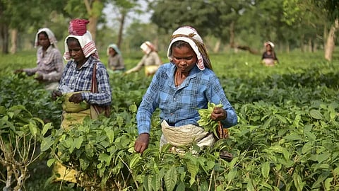Assam Agriculture Department to Enforce Ban on Acetamiprid Pesticide in Tea Plantations to Ensure Quality and Compliance
