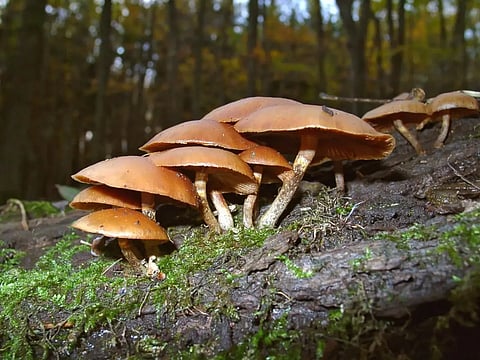 Assam: Eight fall ill after consuming poisonous mushrooms in Golaghat