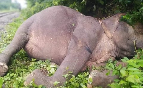 Wild Elephant Found Dead Under Mysterious Circumstances in Tinsukia District