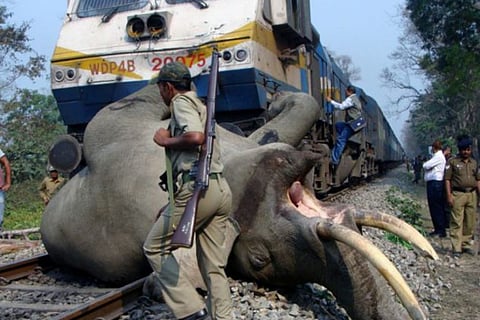 Assam: Minister Pijush Hazarika Urges Action to Prevent Elephant Deaths on Railway Tracks