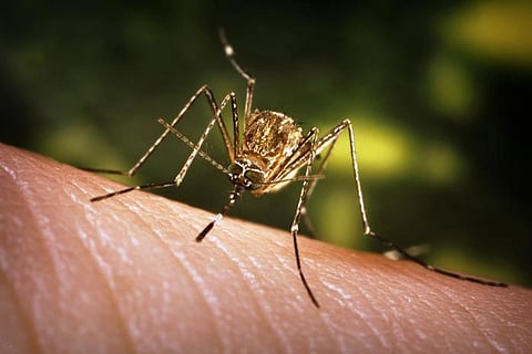 As Japanese encephalitis claims a life , Baihata is on edge.
